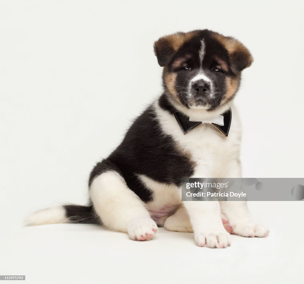 Japanese Akita Puppy dressed up