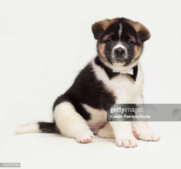 japanese akita puppy dressed up - cute puppies stock pictures, royalty-free photos & images