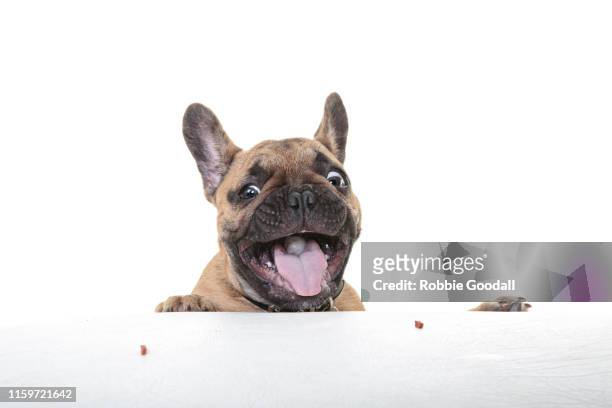 headshot of a smiling french bulldog puppy looking at the camera on a white backdrop - collar stock pictures, royalty-free photos & images