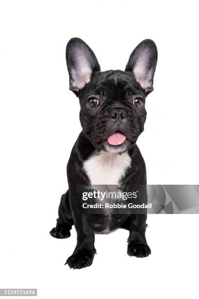 headshot of a french bulldog puppy looking at the camera on a white backdrop - 法國老虎狗 個照片及圖片檔