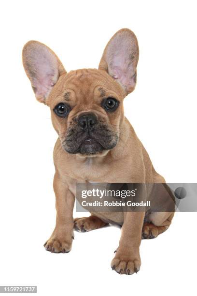 french bulldog puppy looking at the camera on a white backdrop - french bulldog paw up stock pictures, royalty-free photos & images