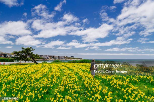 woman walking in a tulip field - newport rhode island stock pictures, royalty-free photos & images