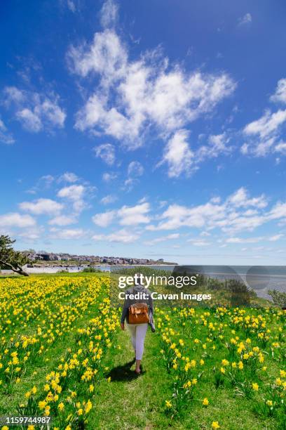 woman in a field of tulips - newport rhode island coast stock pictures, royalty-free photos & images