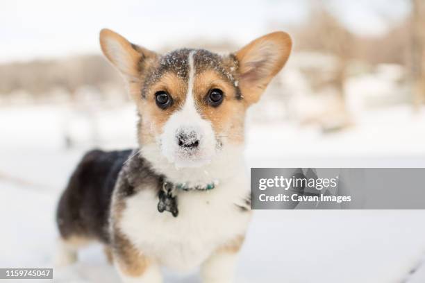 cute tricolor corgi puppy outdoors in winter snow with snow on nose - pembroke welsh corgi puppy foto e immagini stock