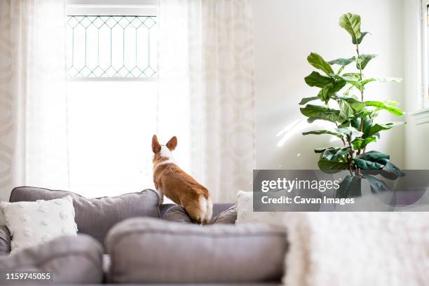 corgi dog standing on couch cushion looking out window indoors - pembroke welsh corgi puppy foto e immagini stock