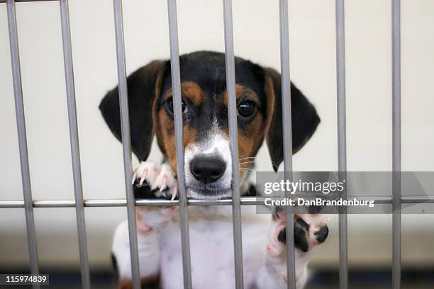 sad puppy - sheltering stock pictures, royalty-free photos & images