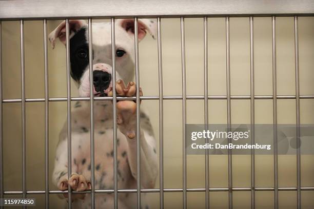 pound dog - dog kennel stock pictures, royalty-free photos & images