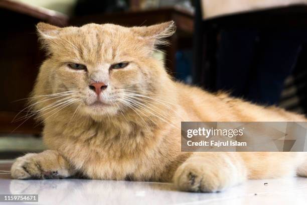 turkish angora laying down on the floor - cat lying down stock pictures, royalty-free photos & images