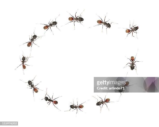 fourmis dans un cercle 02 - ants marching photos et images de collection