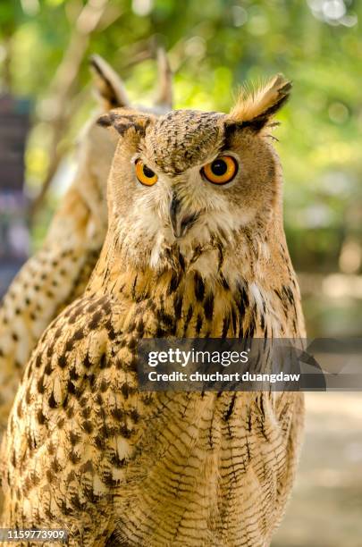 eagle owl ( eurasian eagle-owl) - eurasian stock pictures, royalty-free photos & images