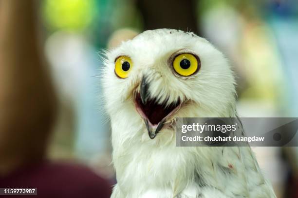 snowy owl - schnee eule stock-fotos und bilder