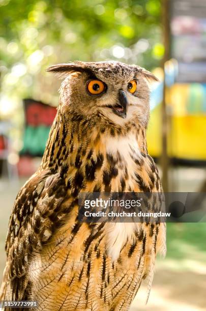 eurasian eagle-owl ( bubo bubo ) - eurasia fotografías e imágenes de stock