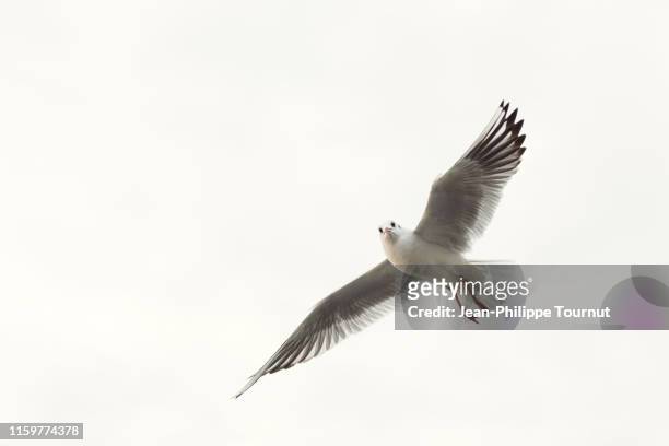 seagull with spread wings, istanbul, turkey - seagull stock-fotos und bilder