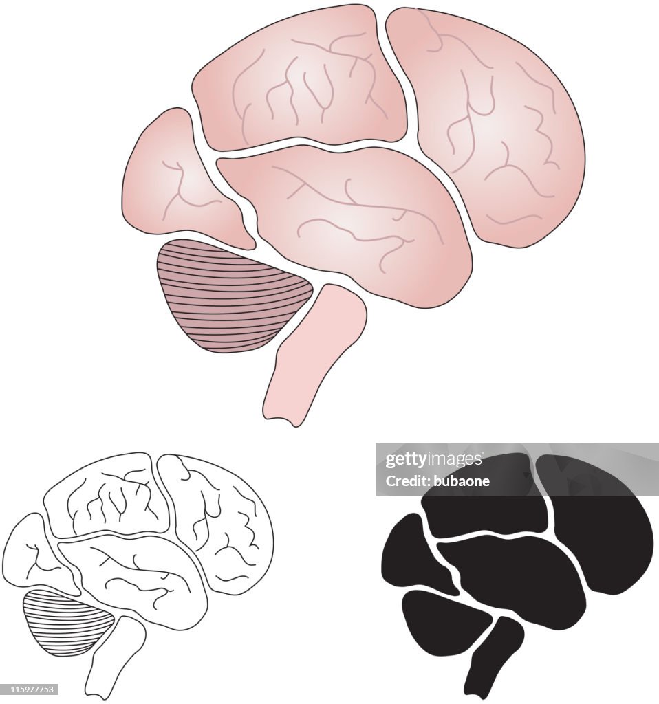Cerebro