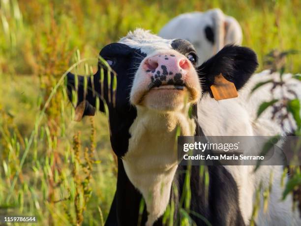 a crazy cow in a meadow in cantabria (spain) - bse stock pictures, royalty-free photos & images