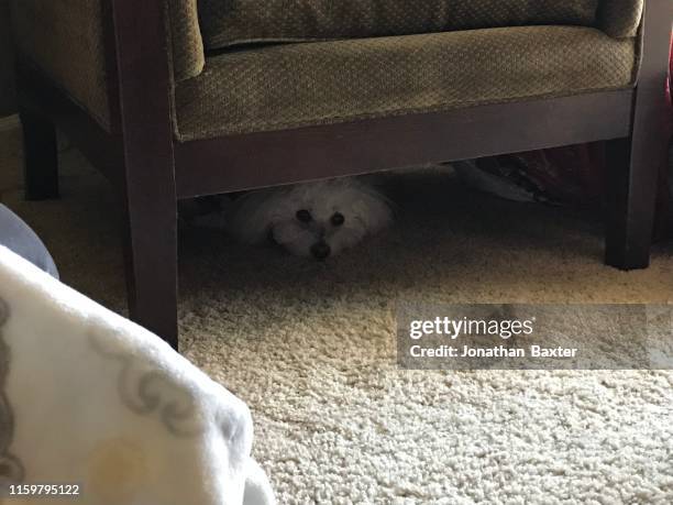 hidden dog - bichon frise stock pictures, royalty-free photos & images