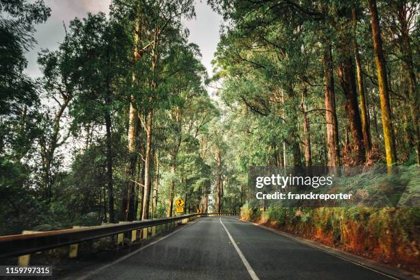 en la carretera dentro del parque nacional de las cordilleras yarra - victoria australia fotografías e imágenes de stock