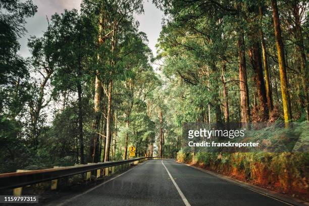 on the road inside the yarra ranges national park - australian road stock pictures, royalty-free photos & images