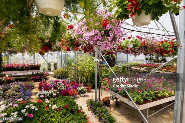 garden center - plant nursery stock pictures, royalty-free photos & images