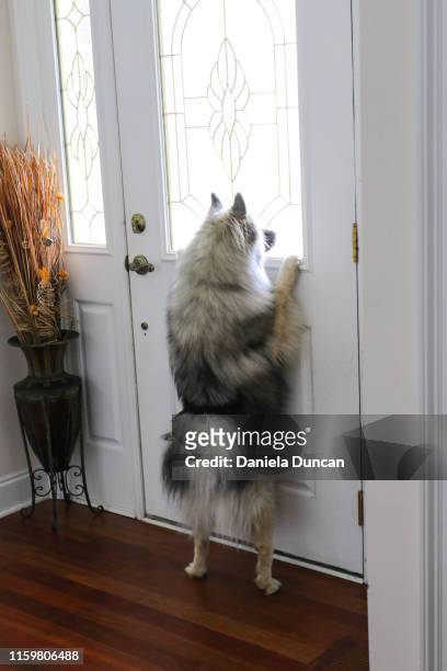 keeshond by the front door - dog waiting stock pictures, royalty-free photos & images