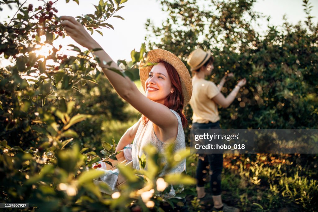 Picking up cherries in orchard