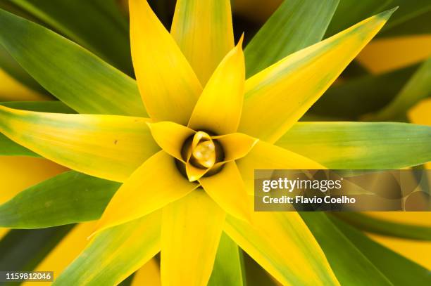 green and yellow bromeliad flowering - bromeliad fotografías e imágenes de stock