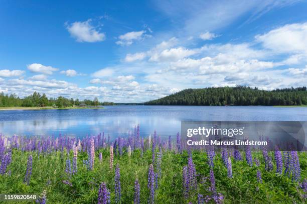 summer by a lake in dalarna - dalarna stock pictures, royalty-free photos & images