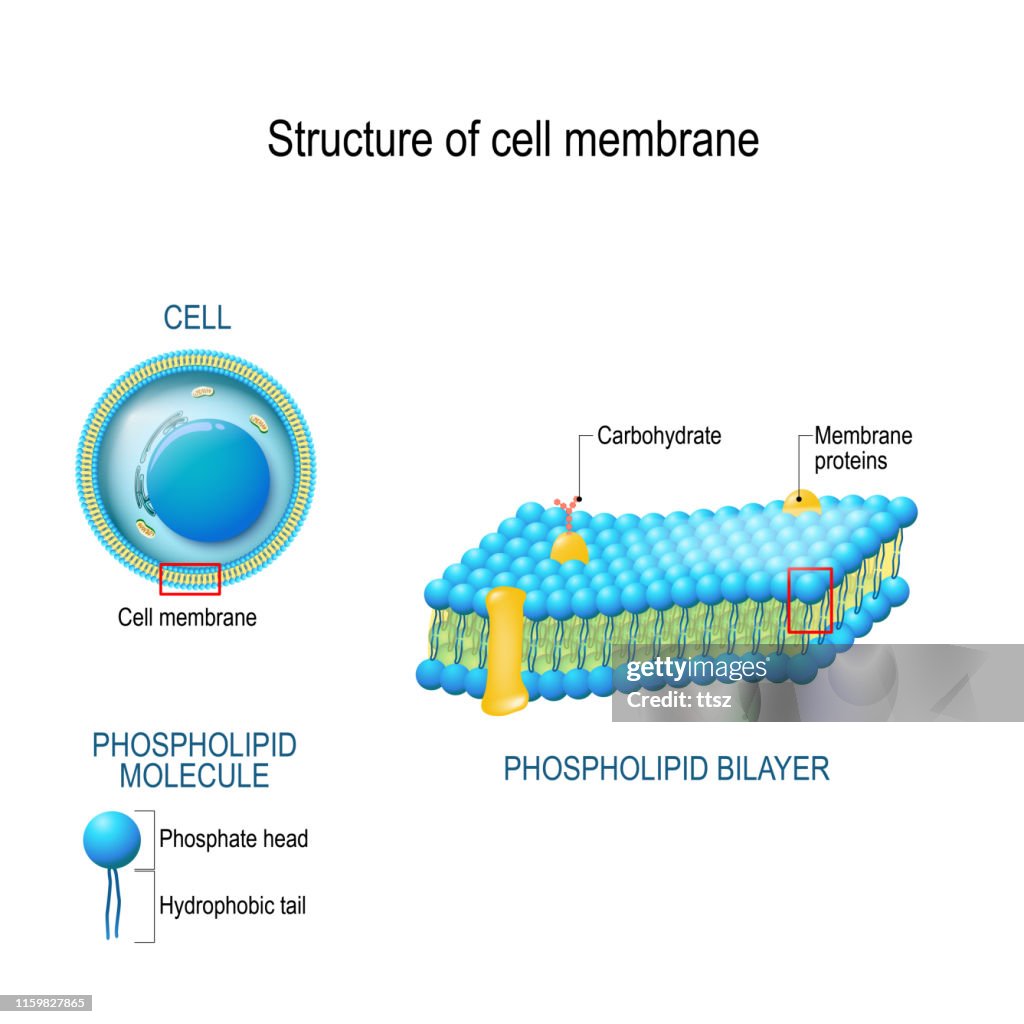 Structure Of Cell Membrane High-Res Vector Graphic - Getty Images