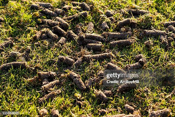 aerated lawn - golf course maintenance stock pictures, royalty-free photos & images