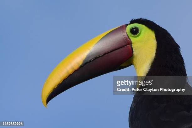 chestnut mandibled toucan - bird of paradise bird stock pictures, royalty-free photos & images