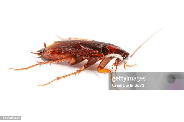 cockroach 02 - blatta orientalis stock pictures, royalty-free photos & images