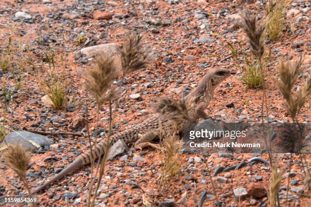 desert lizard - nevada stock pictures, royalty-free photos & images