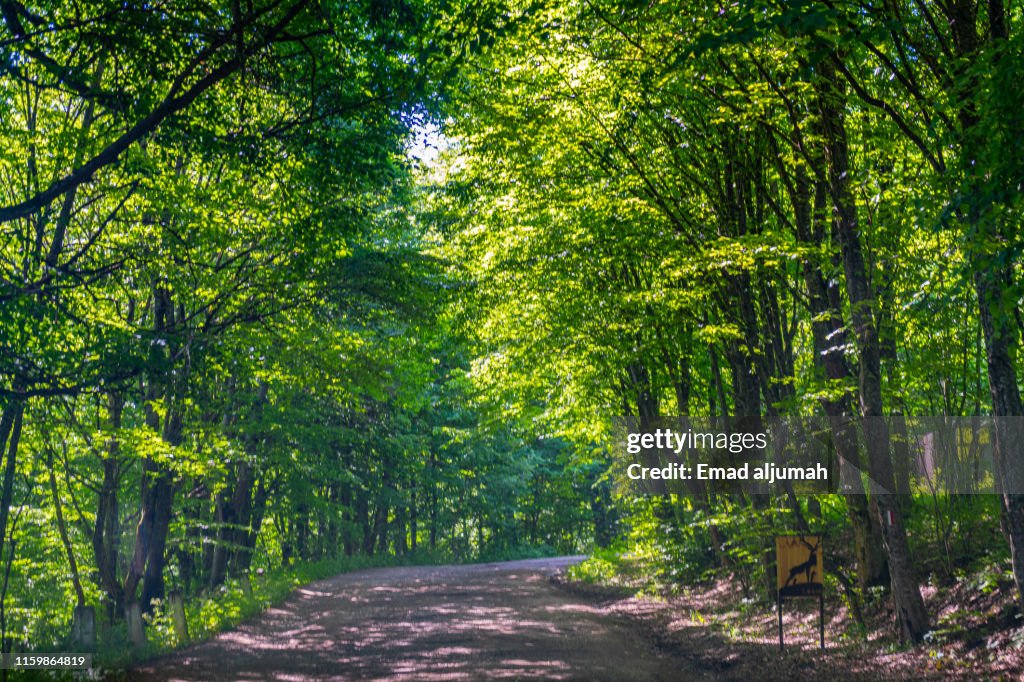 Dilijan National Park, Dilijan, Armenia