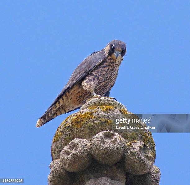 peregrine falcon  [falco peregrinus] - peregrine falcon fotografías e imágenes de stock