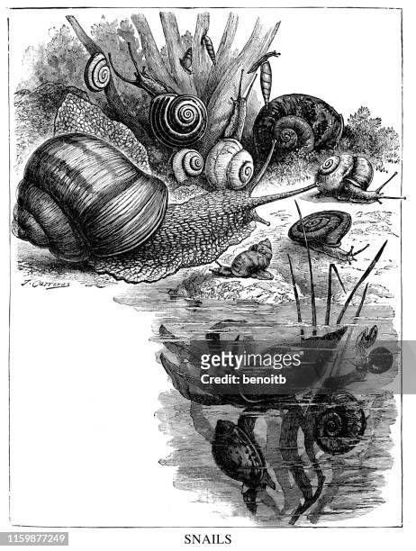 snails - pond snail stock illustrations