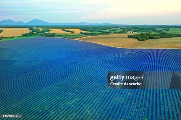 lavander field in valensole, provence - plateau de valensole stock pictures, royalty-free photos & images