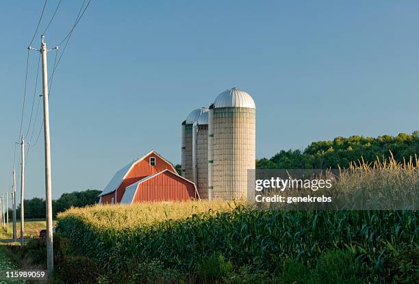 red barn in corn field 1 - pole barn stock pictures, royalty-free photos & images