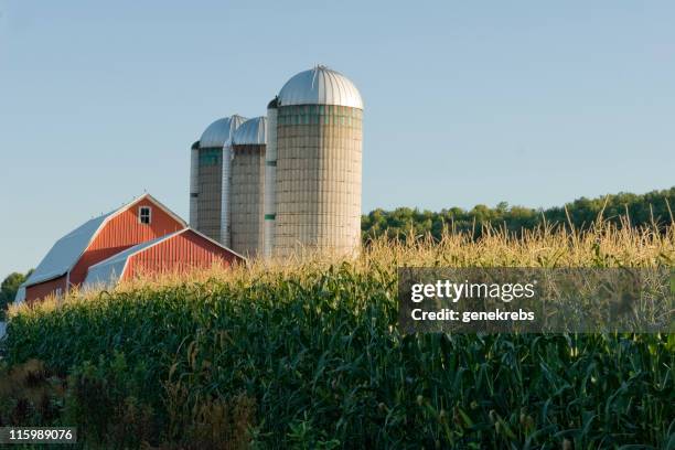 red barn in corn field 3 - corn stock pictures, royalty-free photos & images
