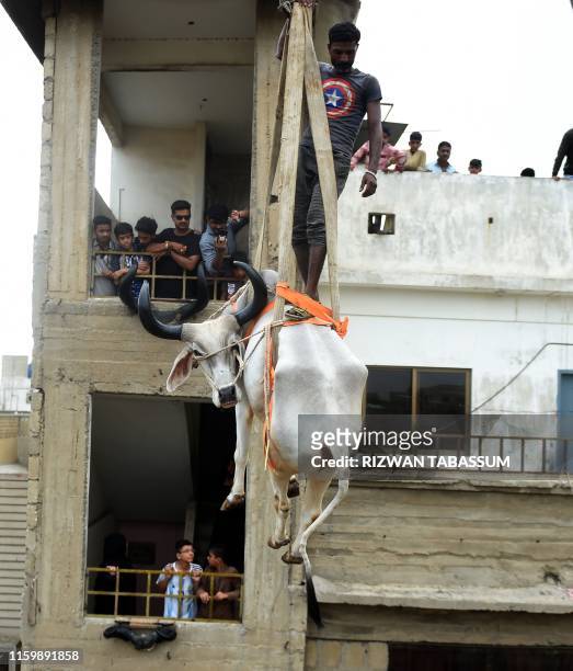 In this photograph taken on August 4 a man stands on a bull being lowered with a crane from a roof of a building in preparation for the Muslim annual...