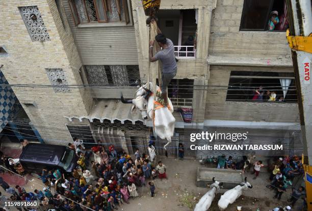 In this photograph taken on August 4 a man stands on a bull being lowered with a crane from a roof of a building in preparation for the Muslim annual...