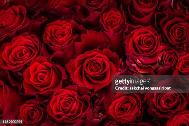 close-up of roses blooming outdoor, germany - rosa stock-fotos und bilder