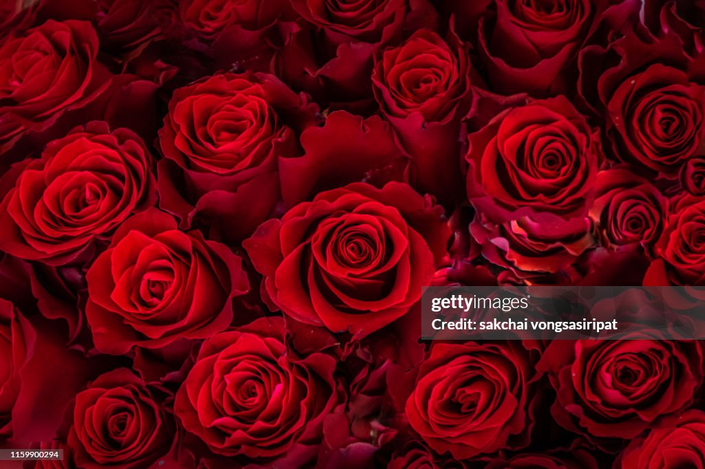 Close-Up of Roses Blooming Outdoor, Germany