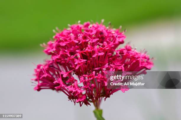 red valerian 'coccinea' - valeriana officinalis stock pictures, royalty-free photos & images