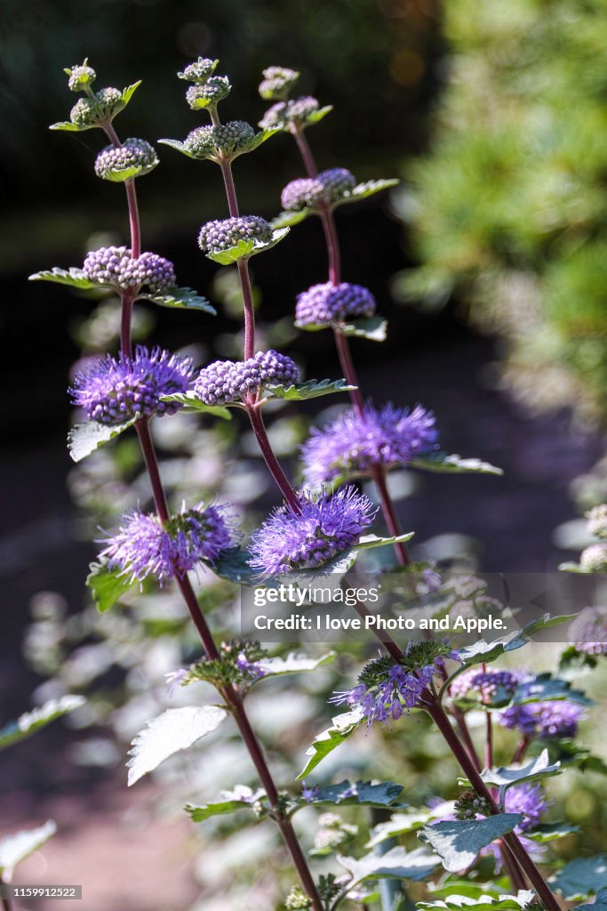 Caryopteris incana
