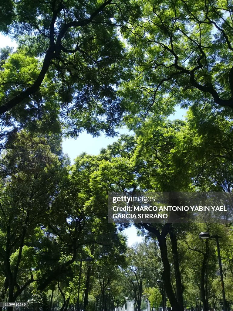 Trees