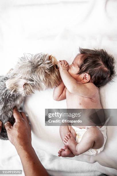 dog and baby photo - baby mammal stock pictures, royalty-free photos & images