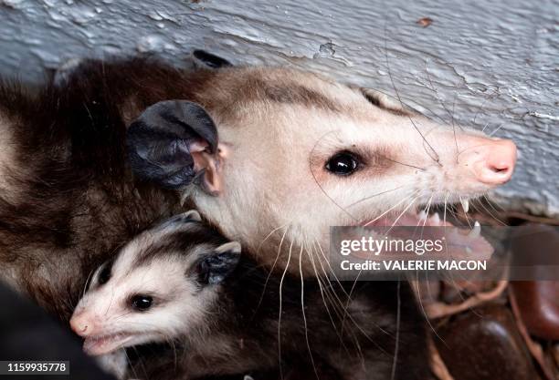 An opossum is seen protecting her baby after being discovered on a patio in the heart of Los Angeles on August 4, 2019.