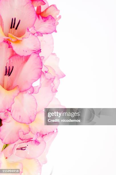 frame with pink gladiolus - gladiolus stock pictures, royalty-free photos & images