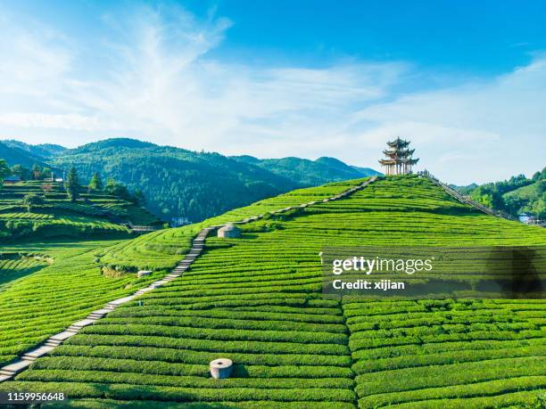 luchtfoto van tea agriculture field - thee gewas stockfoto's en -beelden