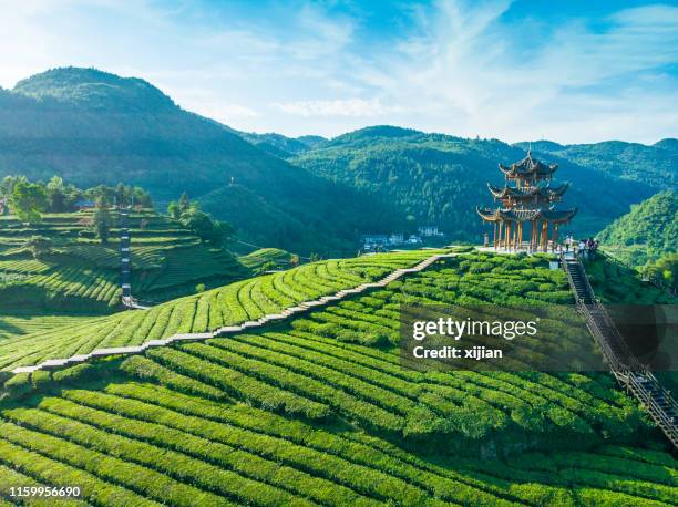 luchtfoto van tea agriculture field - thee gewas stockfoto's en -beelden